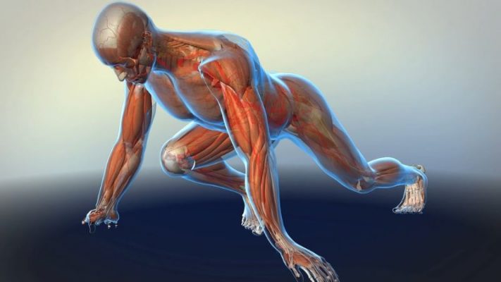 Khối lượng cơ bắp đóng vai trò quan trọng trong việc quyết định BMR.